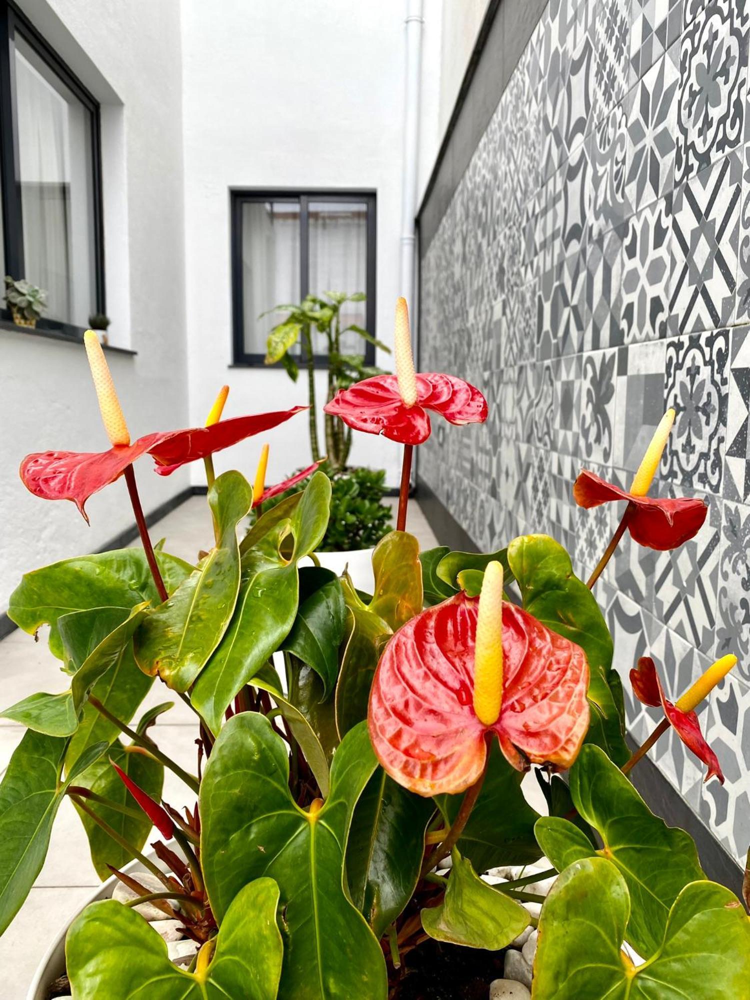 Iris House Al Azores Ponta Delgada Exteriör bild